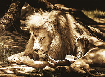 Mane Lion Resting Beside Child Reading Book In Sepia Tone