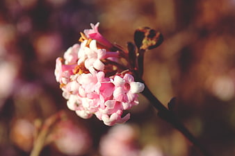 Close-up of pink spring blossoms on a branch