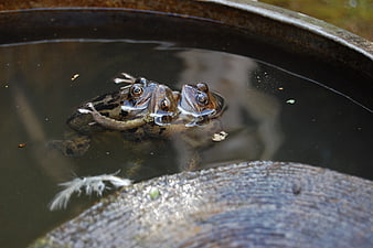 Three frogs mating in a water barrel