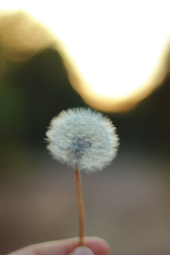 Hand holding dandelion seed head against golden bokeh background