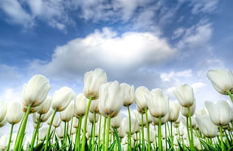 White tulips field against blue sky with clouds