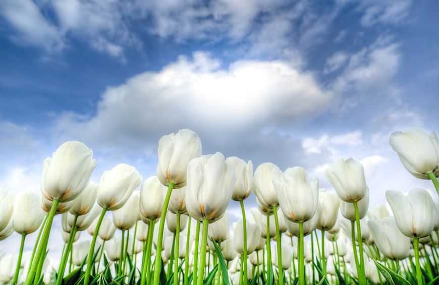 White tulips field against blue sky with clouds