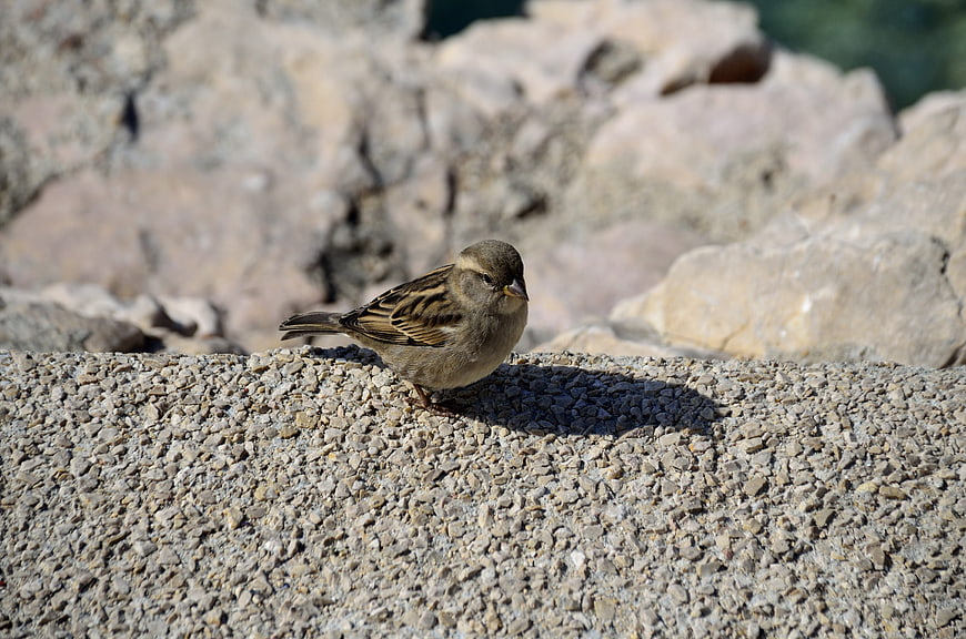 Small brown sparrow perched on textured concrete ledge