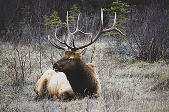Majestic Bull Elk Resting in Grassy Meadow