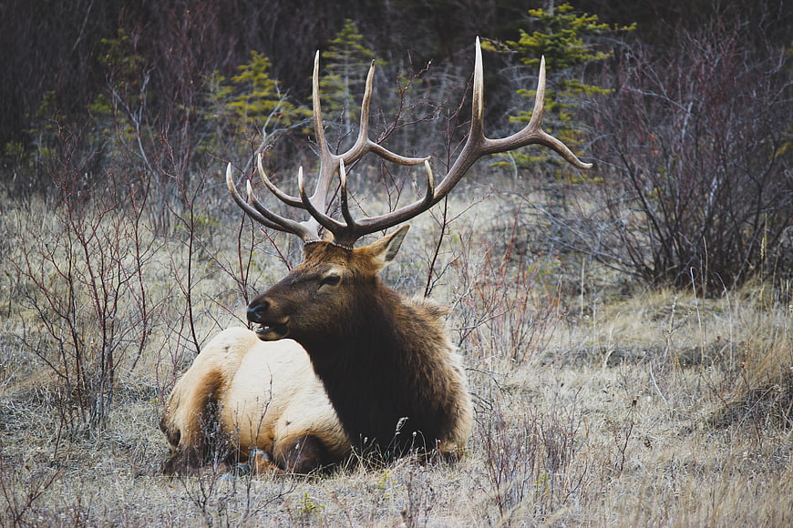 Majestic Bull Elk Resting in Grassy Meadow
