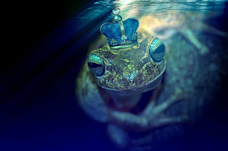 Frog wearing a crown underwater in a pond