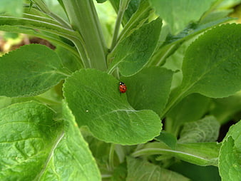 Red Ladybug on Green Leaf Close Up