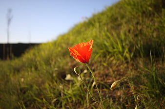 Vibrant Red Poppy Flower in Green Grass Field