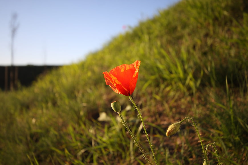 Vibrant Red Poppy Flower in Green Grass Field