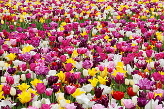 Vibrant Field of Multicolored Tulips in Full Bloom