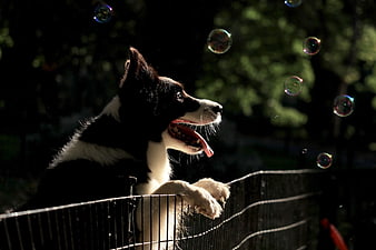 Happy Border Collie Chasing Bubbles in Park