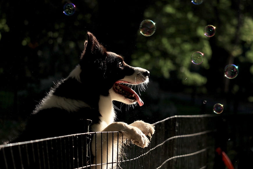 Happy Border Collie Chasing Bubbles in Park