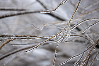 Close-up of frozen tree branches covered in ice and frost