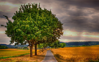 Dramatic tree-lined road through golden wheat fields