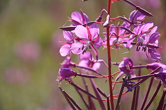 Close-up of purple fireweed flowers in natural sunlight