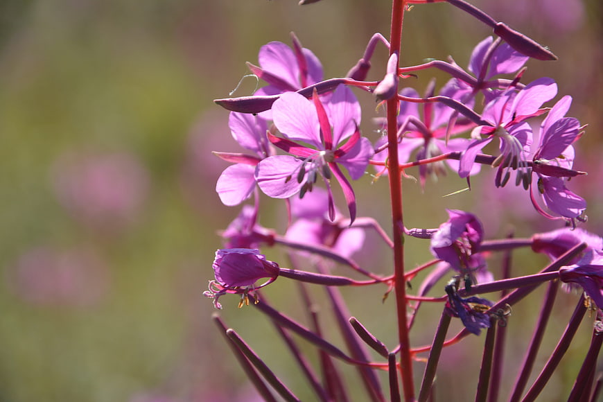 Close-up of purple fireweed flowers in natural sunlight