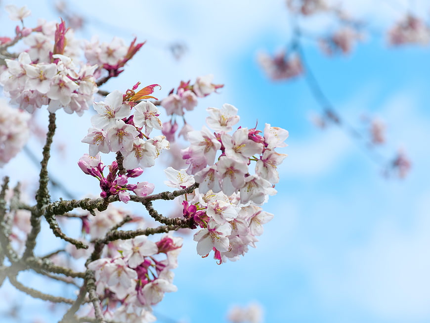 Cherry Blossom Branch Against Blue Sky