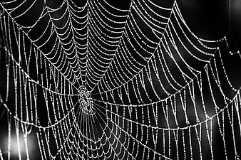 Macro black and white spider web with dew drops