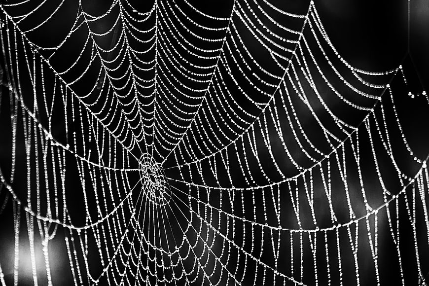 Macro black and white spider web with dew drops