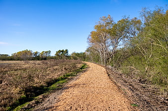 Sandy Trail Winding Through Trees and Dry Grass Under Blue Sky