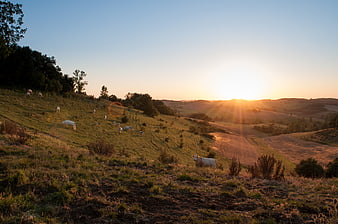 White Cows Grazing on Rolling Hills at Golden Sunset