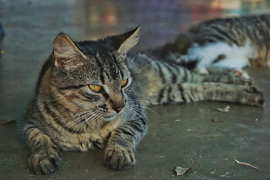 Relaxed Tabby Cat Lying on Concrete Floor