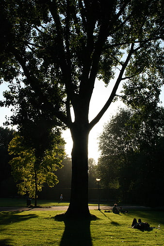 Silhouette of large tree in park with people relaxing