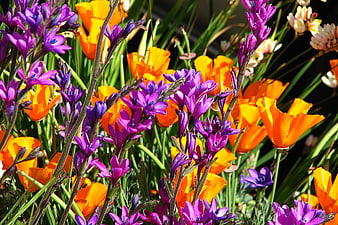 Vibrant purple flowers and orange California poppies in sunlight