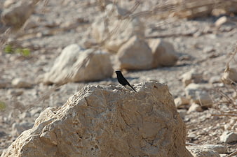 Black Wheatear Bird Perched on Desert Rock