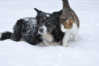 Black dog and tabby cat resting together in the snow