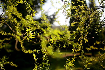 Sunlit Chinese Willow Branches in Spring
