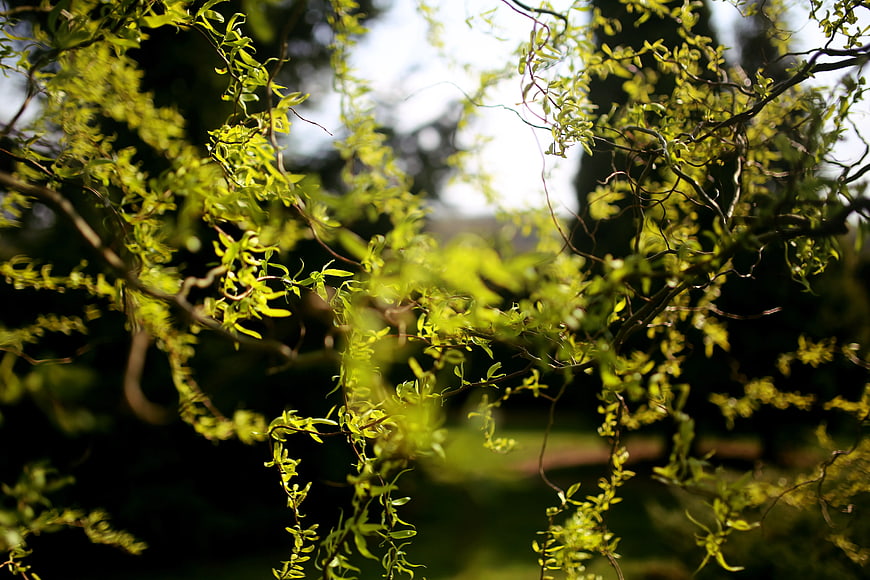 Sunlit Chinese Willow Branches in Spring