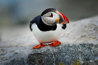 Cute Atlantic Puffin Perched on Rocky Cliff