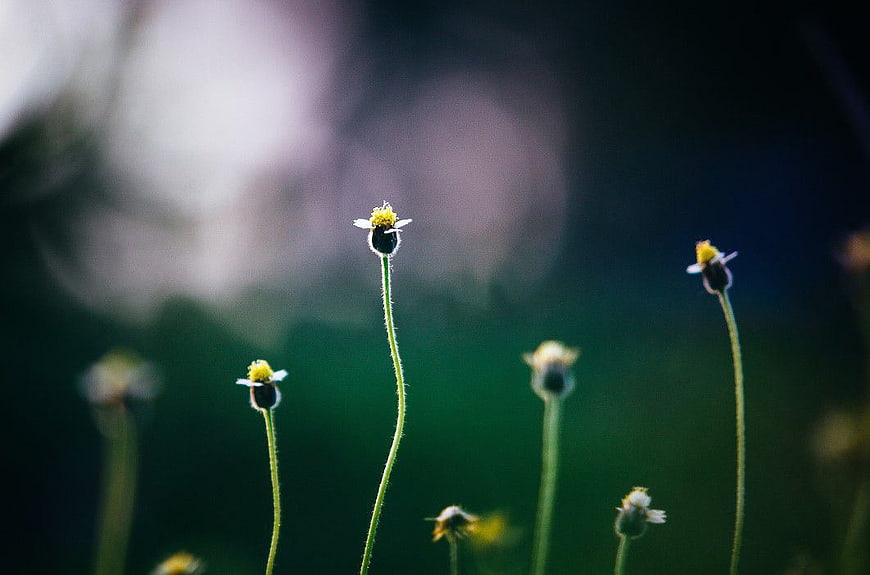 Close-up of delicate wildflowers with blurred green background