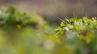 Close-up of fresh green spring plants with blurred background