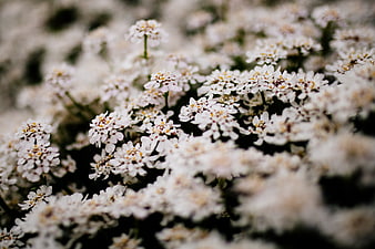 Close-up of delicate white Alyssum flowers in bloom