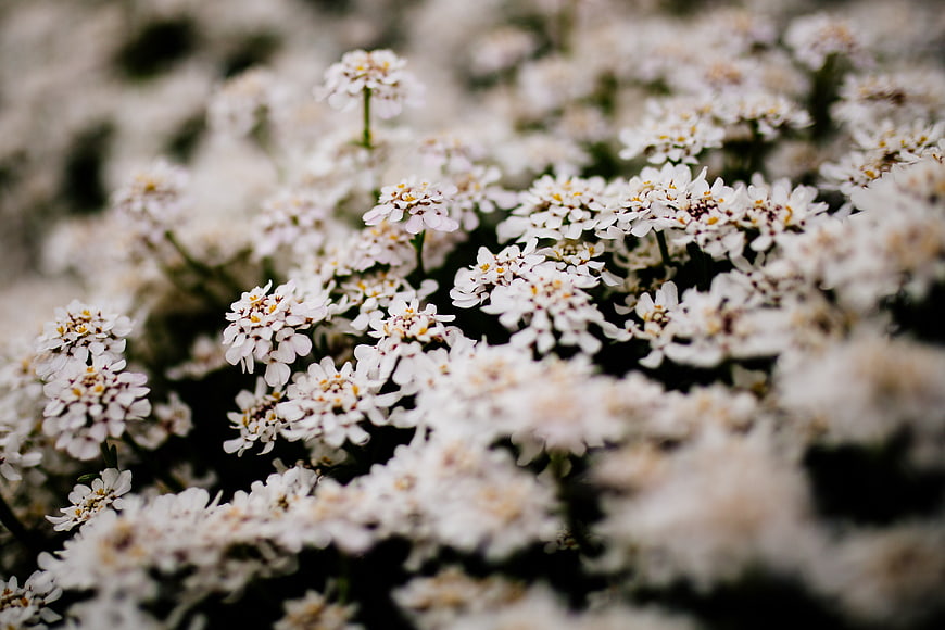 Close-up of delicate white Alyssum flowers in bloom