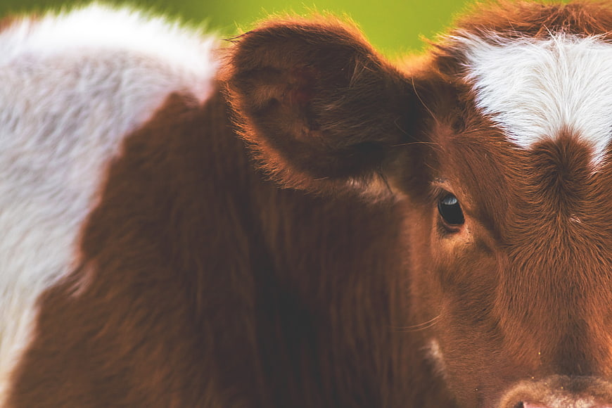 Close-up of a brown and white calf in a field