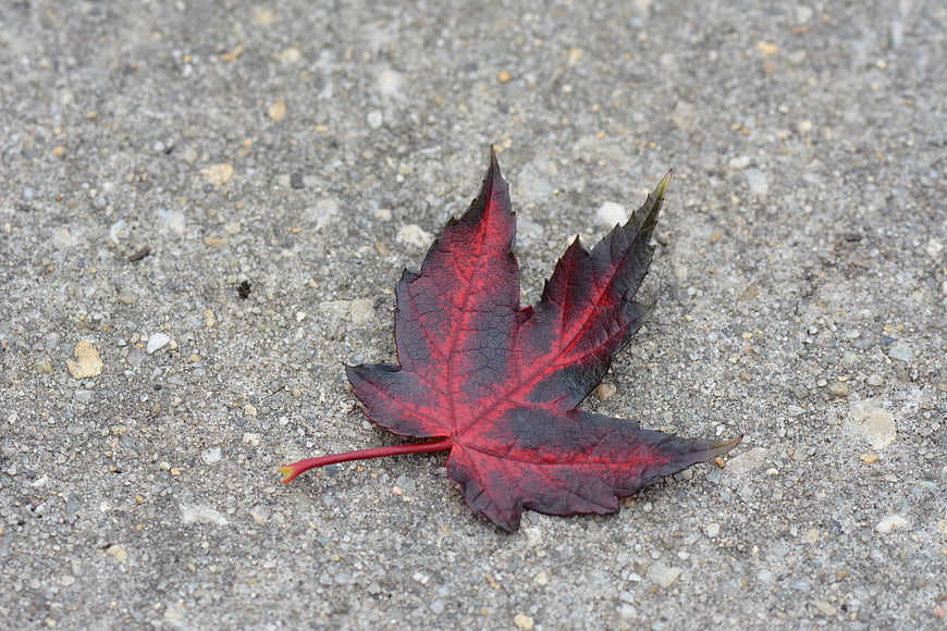 Red maple leaf on gray concrete pavement