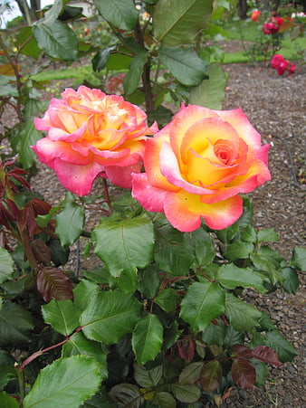 Vibrant Pink and Yellow Roses in a Garden