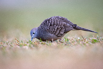 Zebra Dove Foraging in Grass