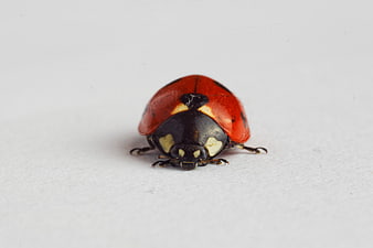 Close-up of a red ladybug on a white background
