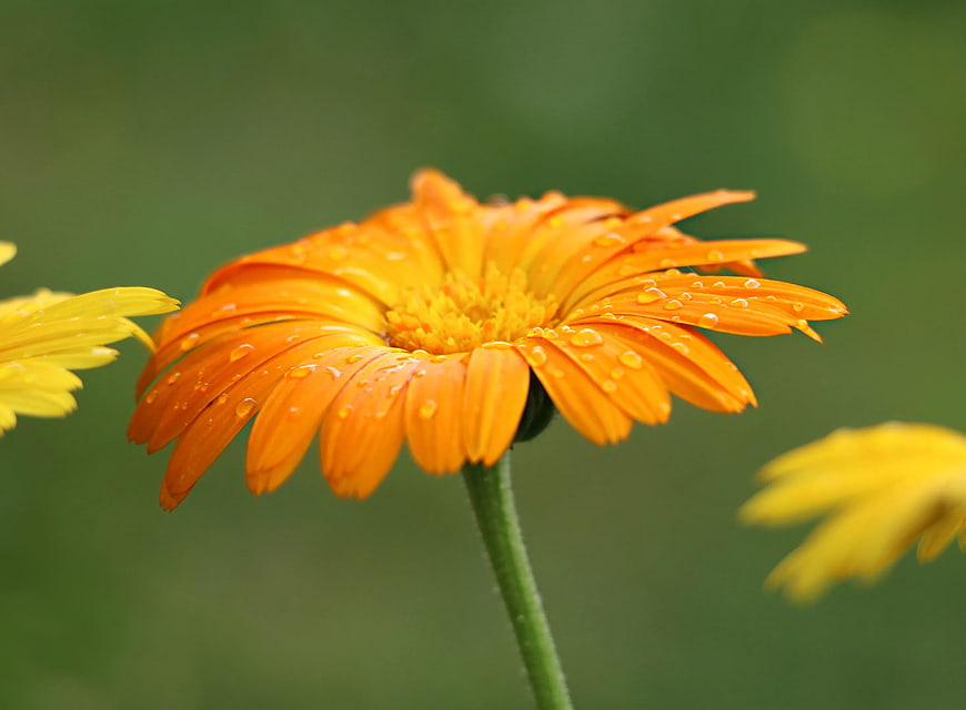 Close-up of orange marigold flower with water droplets