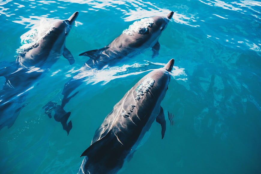 Three dolphins swimming in clear blue ocean water