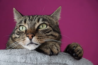 Tabby Cat Portrait On Gray Blanket Against Magenta Background