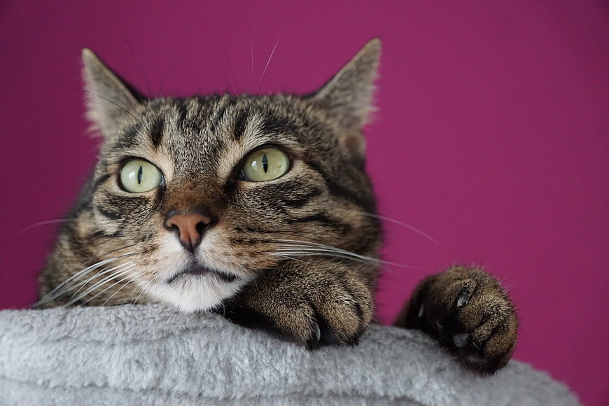 Tabby Cat Portrait On Gray Blanket Against Magenta Background