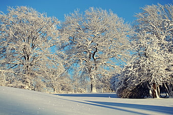 Snow-covered trees against a clear blue winter sky