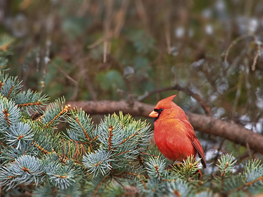 Red Cardinal Perched on Blue Spruce Branches