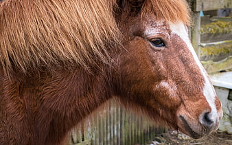 Close-up portrait of a brown Shetland pony with white blaze