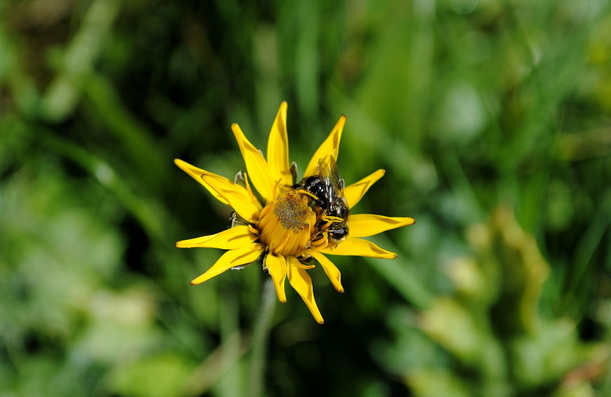 Close-up of a hoverfly on a yellow flower in nature